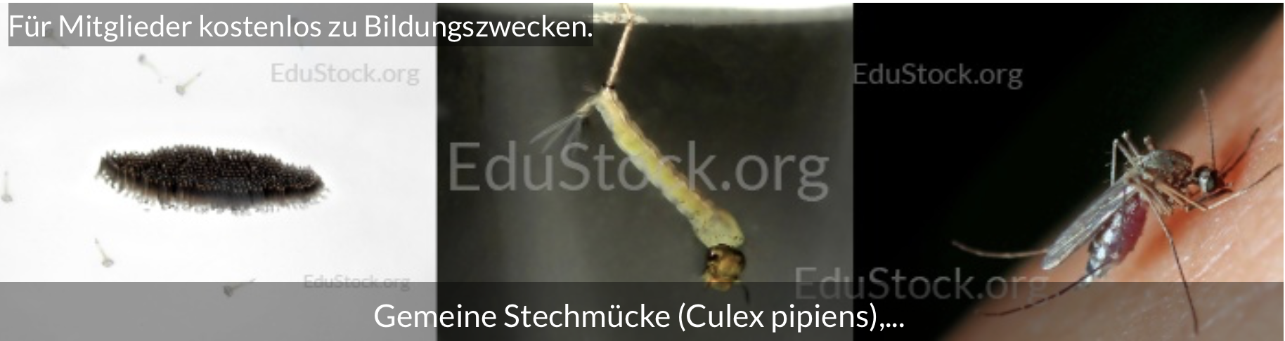 Kostenlose Bilder