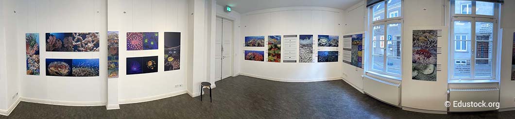 Korallen Ausstellung Impression